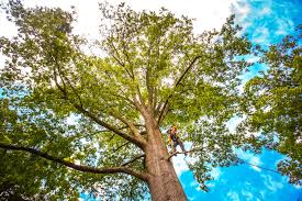 Aquebogue, NY Tree Care Company