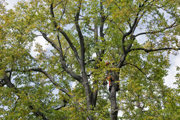 How Our Tree Care Process Works  in  Aquebogue, NY