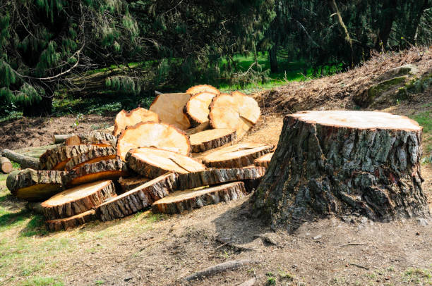 Tree and Shrub Care in Aquebogue, NY